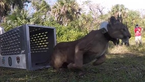 Rehabilitated Florida panther released back into the wild after being hit by car