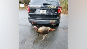 Wild turkey given warning for causing Georgia traffic jam