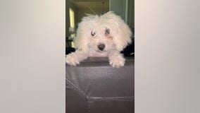 Dog nabbed while owner pumps gas