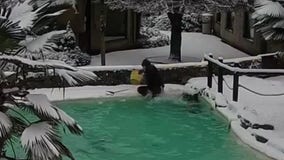 Zookeeper tumbles into penguin pool