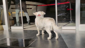 Loyal dog waits outside hospital for days while owner recovered