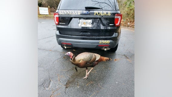 Wild turkey given warning for causing Georgia traffic jam