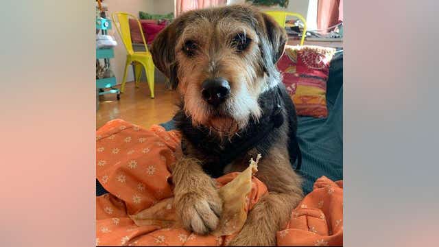 Police: Vehicle with dog inside stolen from in front of Decatur ATM