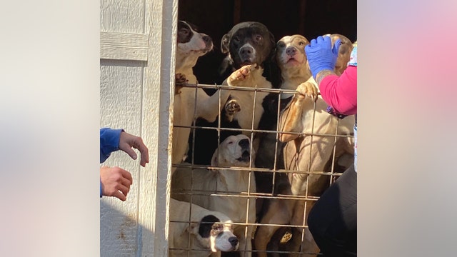 Shelter: Dozens of dogs rescued from Toccoa property