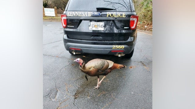 Wild turkey given warning for causing Georgia traffic jam