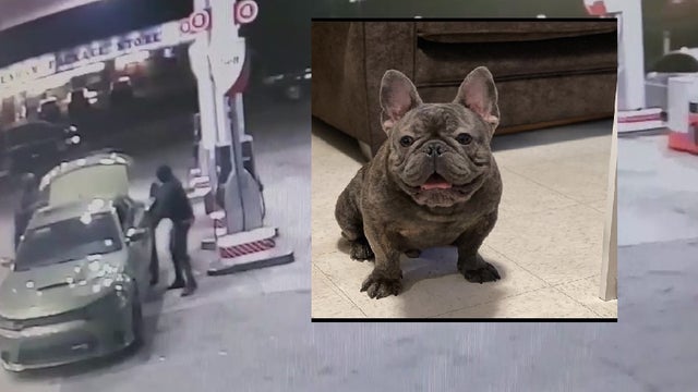 Service dog stolen in armed carjacking, owner says