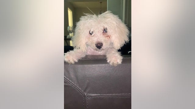 Dog nabbed while owner pumps gas