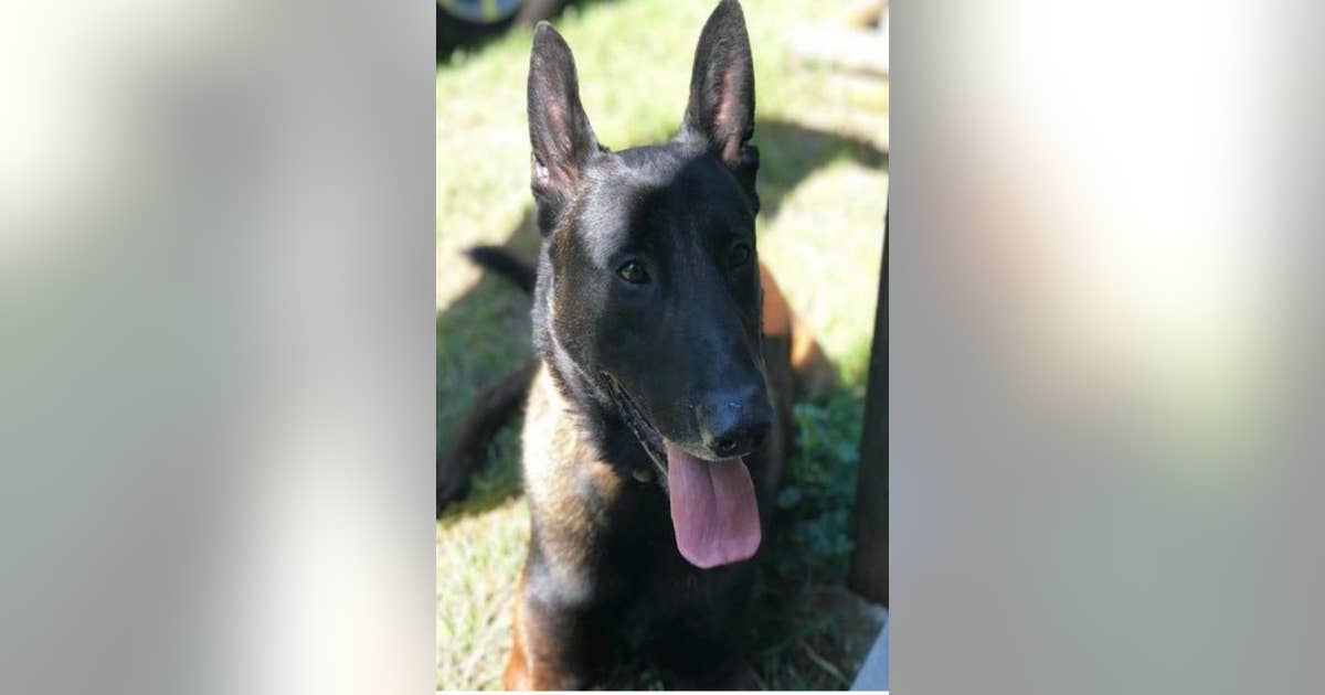 Griffin PD mourns death of 4-year-old K9 officer | FOX 5 Atlanta