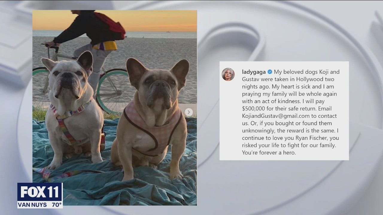 Lady Gaga's two stolen French bulldogs safely reunited with singer's  representatives