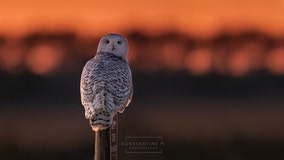 Search for elusive snowy owl takes wildlife photographer to Maryland's Assateague Island