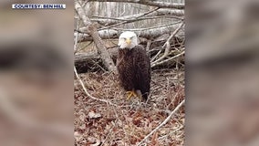 Authorities investigating after bald eagle shot and killed