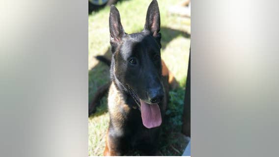 Griffin PD mourns death of 4-year-old K9 officer