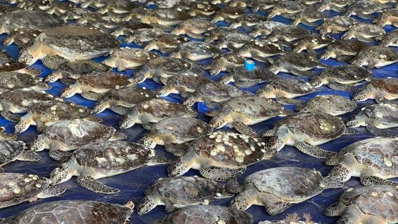 1,700 rehabilitated turtles returned to Texas waters