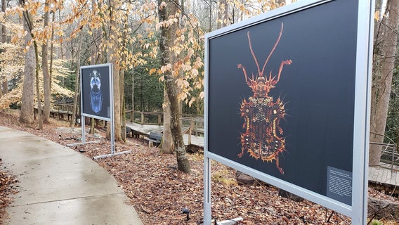 An 'insect invasion' at Atlanta’s Fernbank Museum