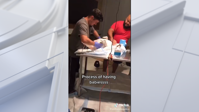 Report: 2 arrested after video shows illegal C-section performed on dog
