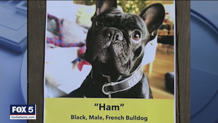 Animal activists warn of violence against metro Atlanta French bulldog owners - Vimarsana News