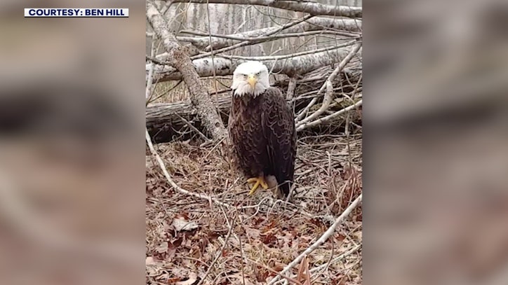 Authorities investigating after bald eagle shot and killed - Vimarsana News