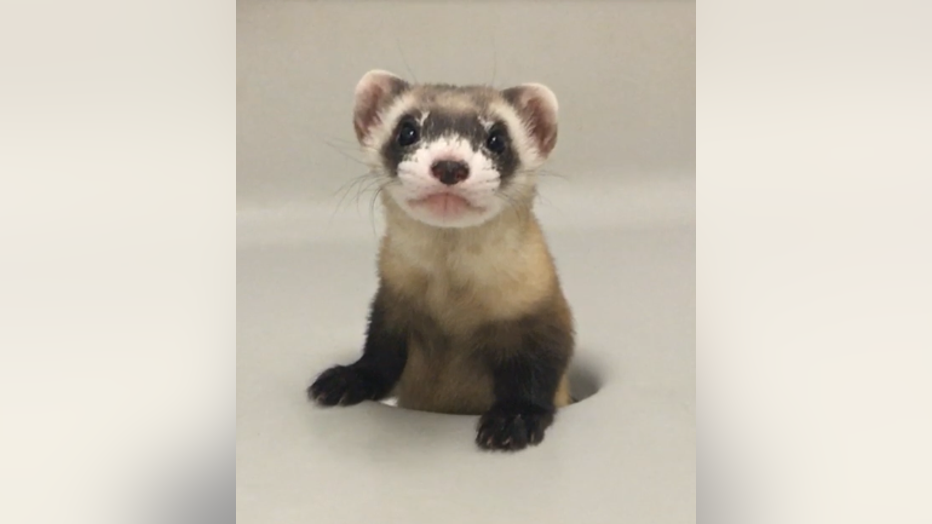 First clone of US endangered species announced First clone of US endangered species announced