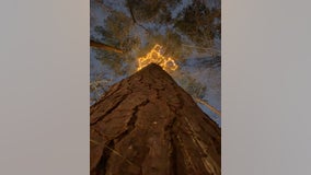 200-year-old Atlanta tree transformed into COVID memorial