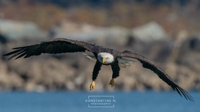 As bald eagle populations climb, Maryland’s Conowingo Dam offers stunning views of national bird