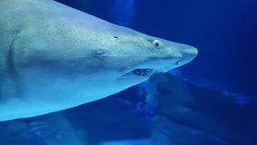 Georgia Aquarium hosts virtual 5K fundraising race 