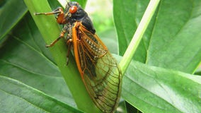 Cicadas living underground for past 17 years to emerge in these states this summer