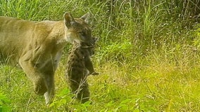 Florida panther mom uses wildlife crossing under I-75 to move three kittens to refuge