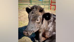 Savannah police find new home for fostered cow