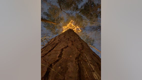 200-year-old Atlanta tree transformed into COVID memorial
