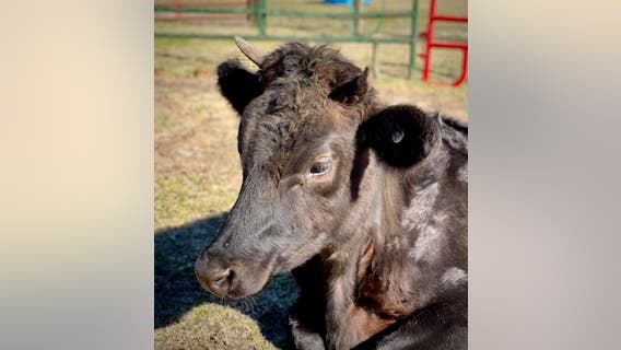 Savannah police find new home for fostered cow
