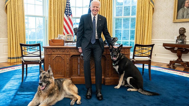 President Biden's dog Major gets professional training following biting incidents
