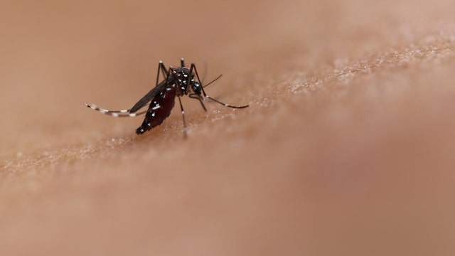 Study: Mosquitoes could aid in treatments of life-threatening viruses, possibly COVID-19