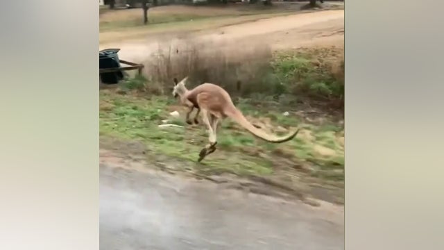 Authorities catch Kangaroo named 'Jack' after days-long chase