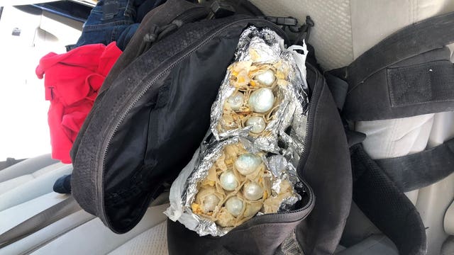 Border Patrol K-9 finds fentanyl stuffed in breakfast burritos near Yuma