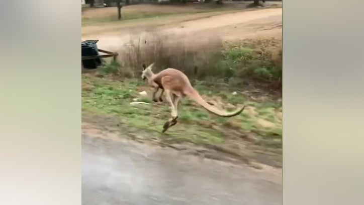Kangaroo on the loose in Alabama after escape from trailer - Vimarsana News