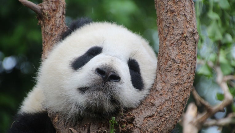 NATIONAL PANDA DAY - March 16, 2024 - National Today