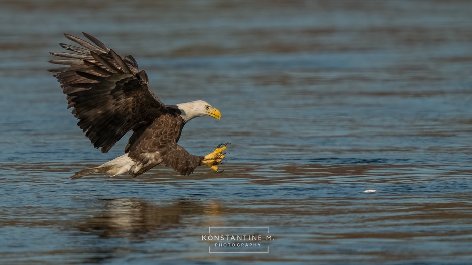 BaldEagles-6.jpg