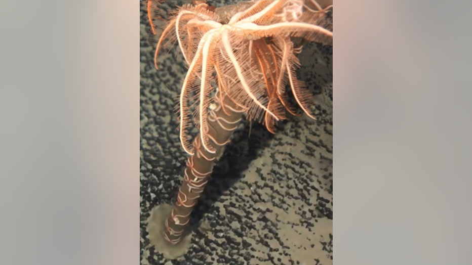 WoRMS-Top-Ten-2020-Astrolirus-patricki-1.png
