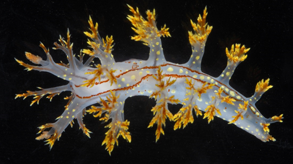 WoRMS-Top-Ten-2020-Dendronotus-yrjargul.png