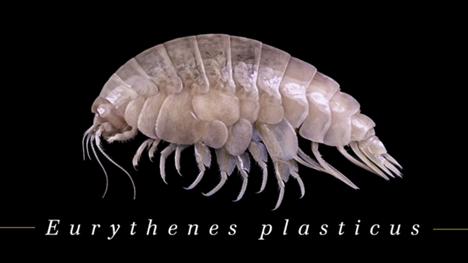 WoRMS-Top-Ten-2020-Eurythenes-plasticus.png