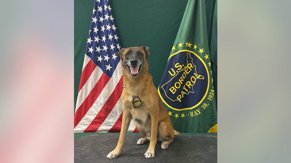 Retired Border Patrol K-9 Officer, Kirpy. Courtesy of US Customs and Border Protection