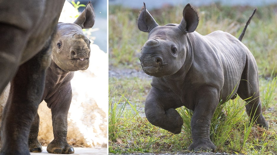 zoo-miami-baby-rhino-2.jpg