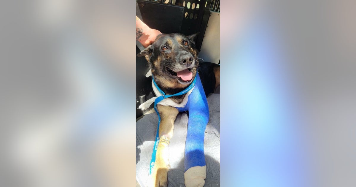 Georgia K-9 officer shot in line of duty released from vet | FOX 5 Atlanta