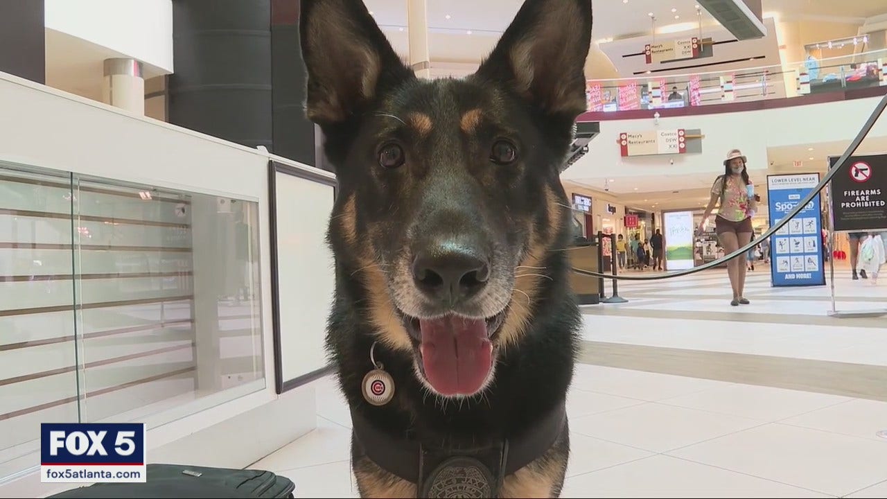 Northlake Mall adds firearm detection dog to security team - QCity Metro