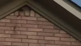 Hundreds of bats invade Houston couple's home, what you can do to keep your house bat free