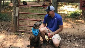 Georgia couple celebrates decade of fostering dogs