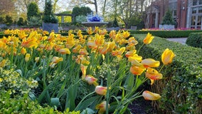 Spring Break blooms at Atlanta Botanical Garden