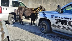 Cow blocks westbound lanes on I-285 in DeKalb, officials say