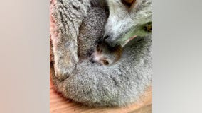 Endangered crowned lemur baby born at Zoo Atlanta