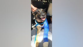 Georgia K-9 officer shot in line of duty released from vet